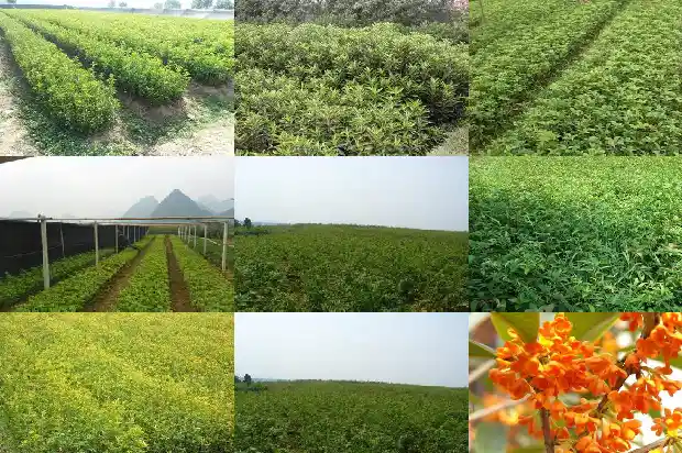 介绍桂花树的资料1682648368243