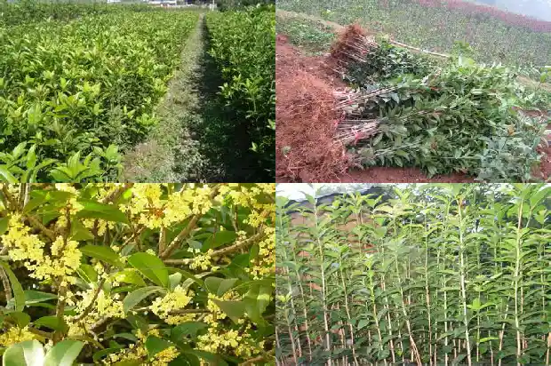 介绍桂花树的资料1682648368291