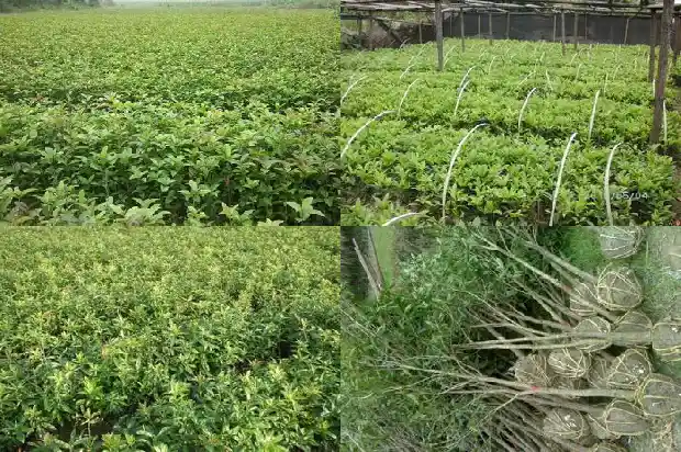 盆栽桂花怎么不让长高1688346754597