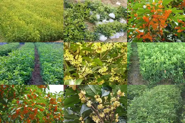 荆州桂花树村1682648435523