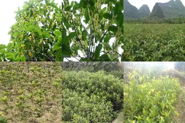 荆州桂花树村1682648435571