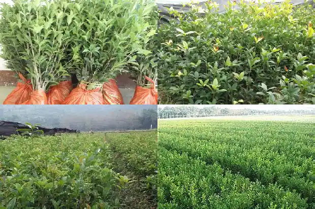 荆州桂花树村1682648435619