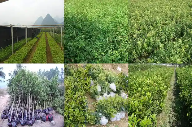 喝蜂蜜桂花茶的作用与功效1689381493283