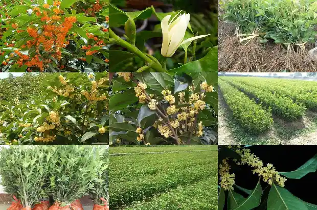 荆门哪里有桂花树卖1682648460589