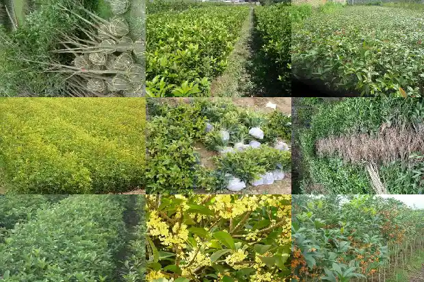 荆门哪里有桂花树卖1682648460637
