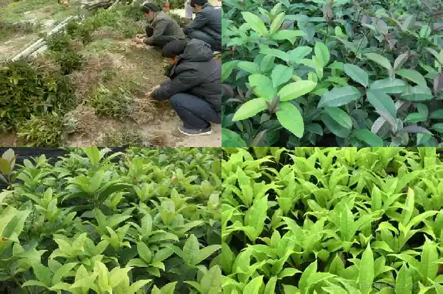 荆门哪里有桂花树卖1682648460685