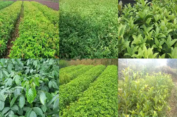几月份适合栽桂花树呢1688607639579