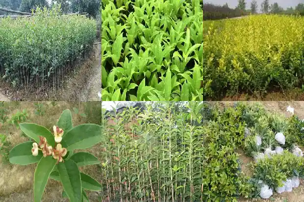 老朱砂桂花树一年能长多少棵花苗1682648503683