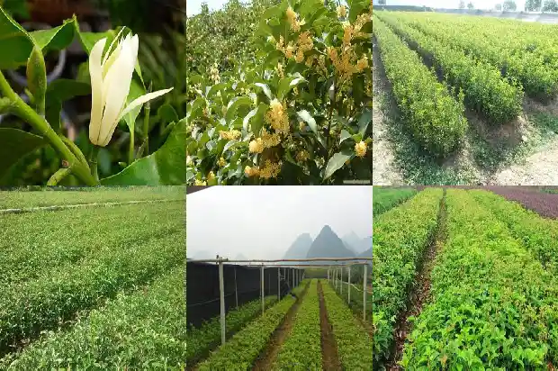 老朱砂桂花树一年能长多少棵花苗1682648503731