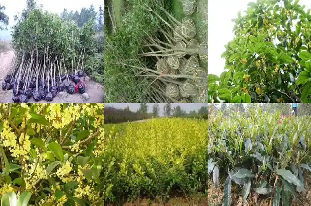 老朱砂桂花树一年能长多少棵树枝1682648522206
