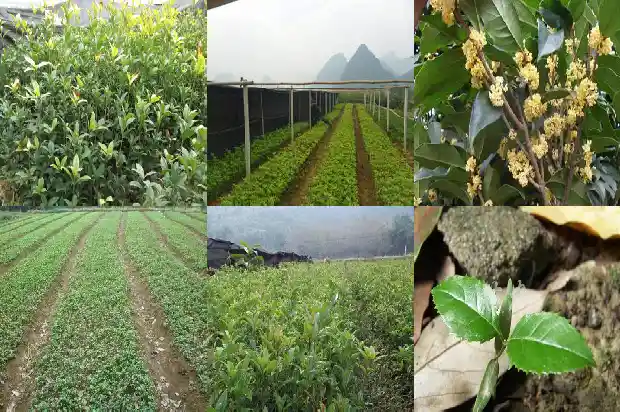 老朱砂桂花树一年能长多少棵树枝1682648522254
