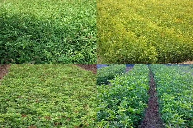 5公分桂花树苗多少四季开花呢1689986075606