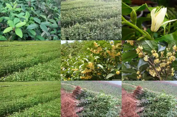 小桂花树几年开花一次1682648632308