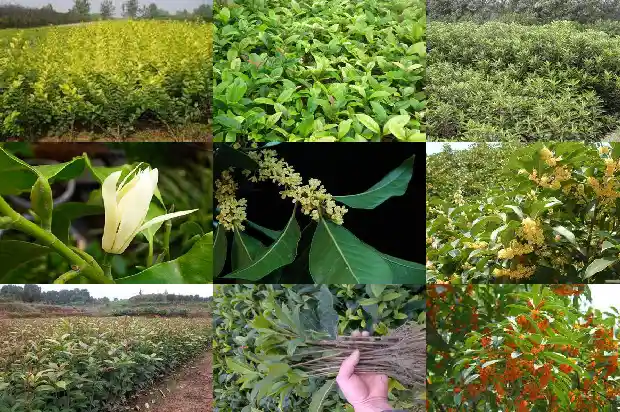 小桂花树几年开花一次1682648632356