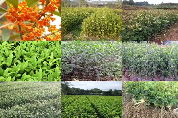 桂花树养几年开花1682648674035
