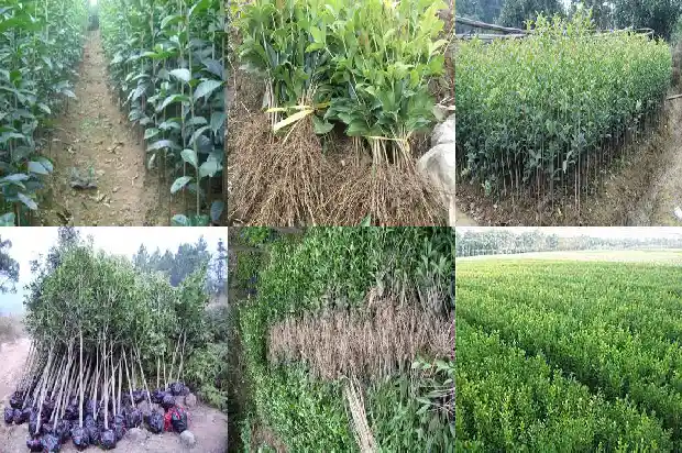 桂花树养几年开花1682648674080