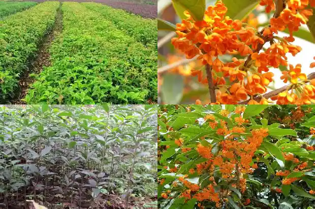 桂花树养几年开花1682648674128