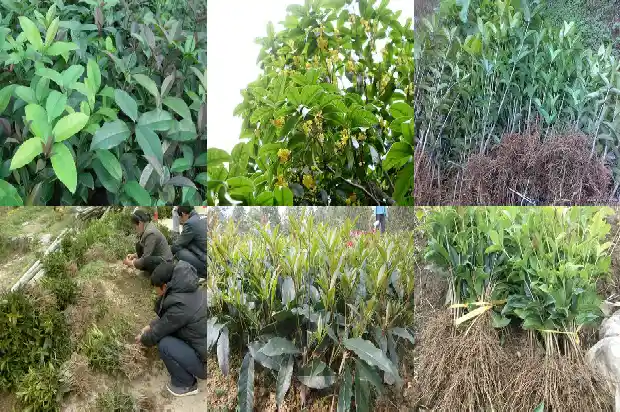 桂花树养几年开花1682648674174