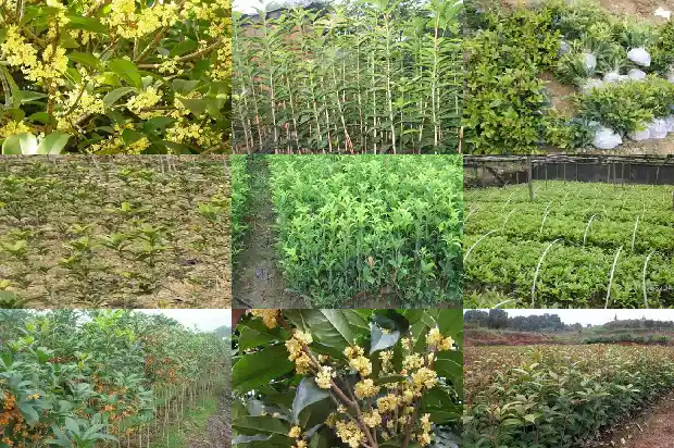 朱砂桂花几月开花、花期多少时间1682648699119