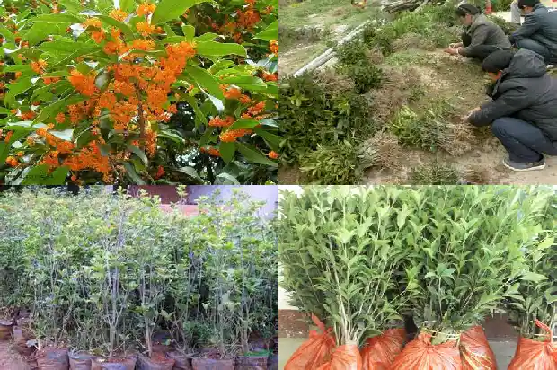 朱砂桂花几月开花、花期多少时间1682648699215