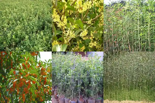 桂花树一年长几次叶子开花1682648737616