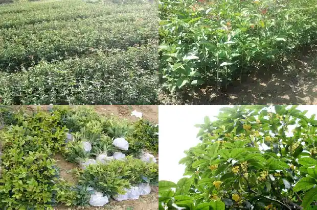 桂花树一年长几次叶子开花1682648737664