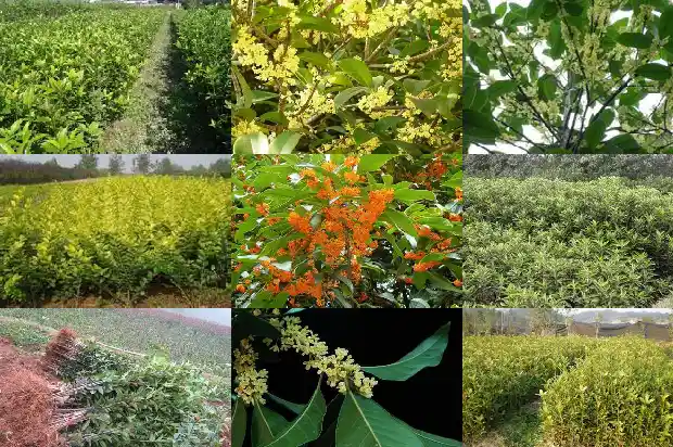 桂花树根部发黑1688349458167