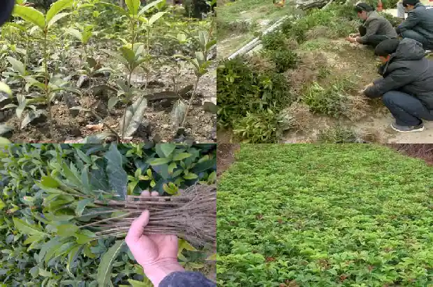 朱砂桂花什么时候开花结果1682648777244
