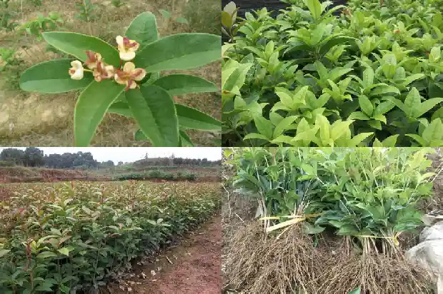 朱砂桂花什么时候开花结果1682648777339