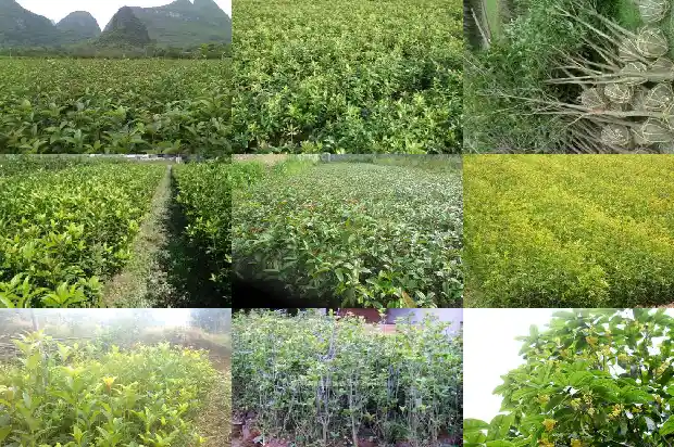 朱砂桂花花期多长时间1682648797937