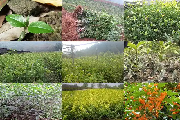 朱砂桂花花期多长时间1682648797984