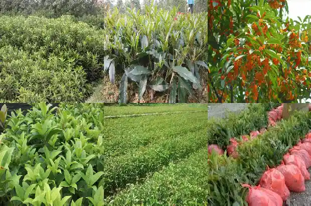 朱砂桂花几月份开花啊1682648872799