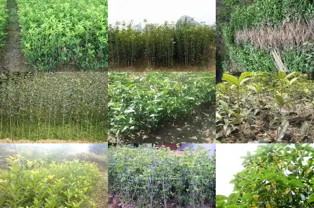 朱砂桂花几月份开花啊1682648872845
