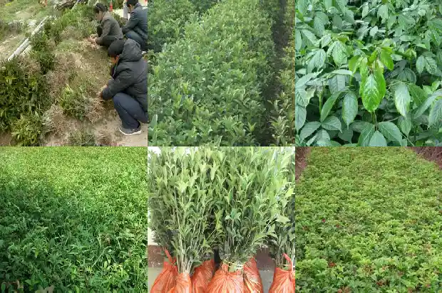 大量出售桂花树的广告语1689899017148