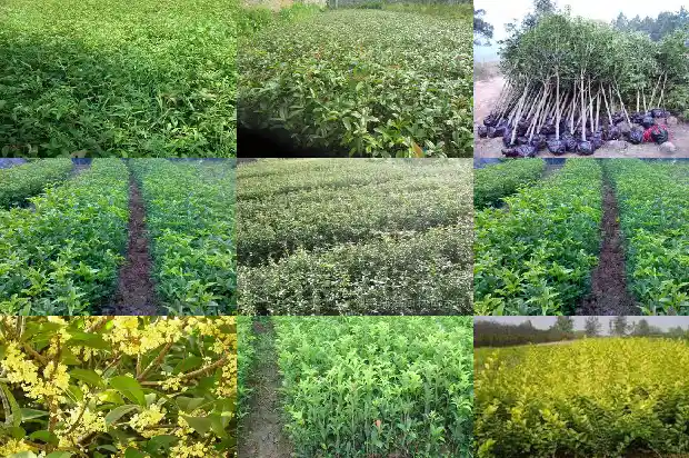 桂花一年开多少次花呢1682648912612