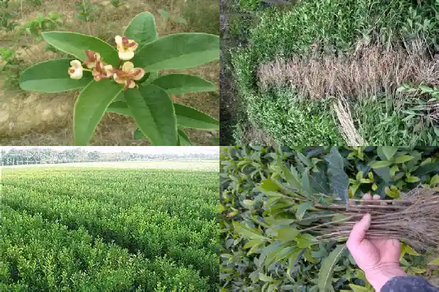 桂花一年开多少次花呢1682648912660