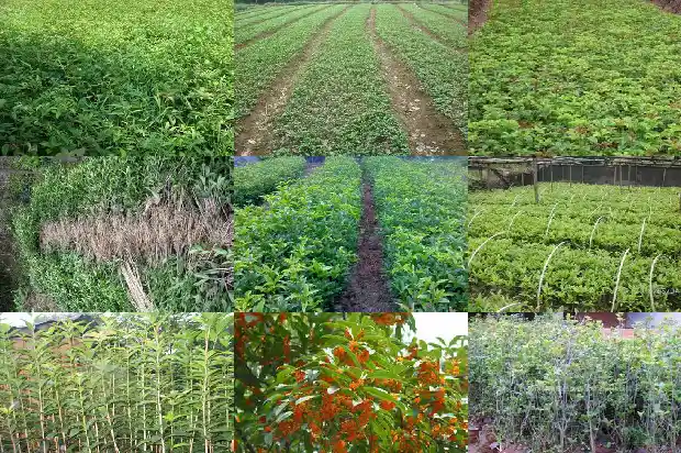 桂花一年开多少次花呢1682648912708