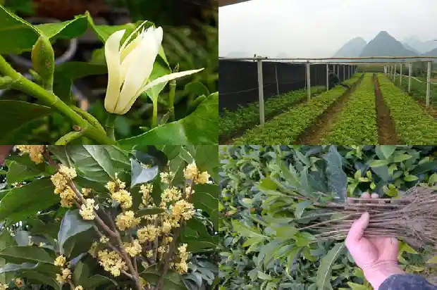 桂花树选择湖北百信园林基地直销1690418495201