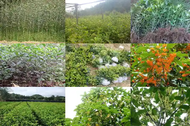 桂花树长成需要几年才能结果实1682648958052