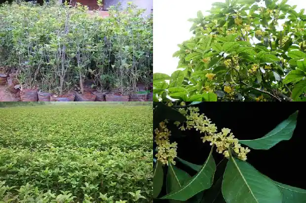 桂花树要几年才开花1682648979105