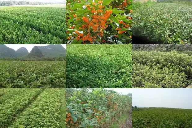 桂花树要长几年才开花呢1682649002336
