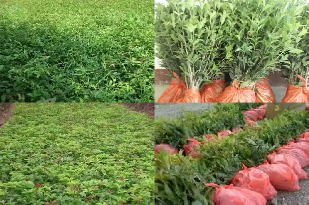 桂花树要长几年才开花呢1682649002479