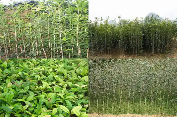 桂花树要几年才能长大成树1682649023404