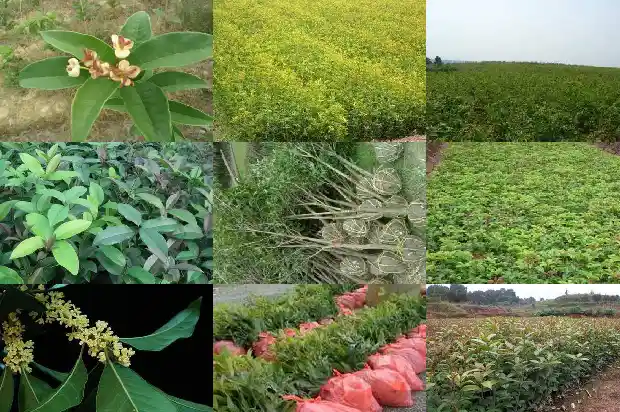 桂花树要几年才能长大成树1682649023451