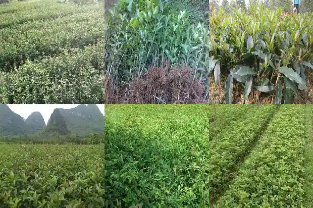 桂花树要几年才能长大成树1682649023498