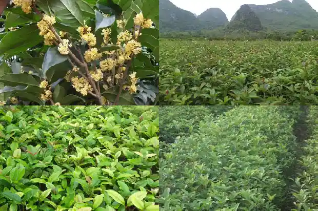 桂花树苗要几年能长大1682649046807