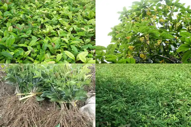 桂花树苗要几年能长大1682649046902
