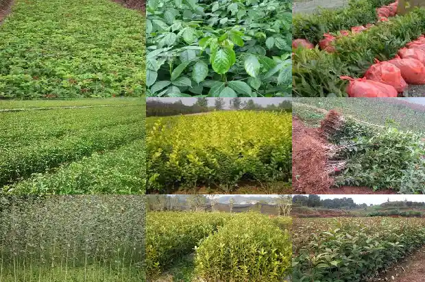 桂花树长几年开花1682649129269