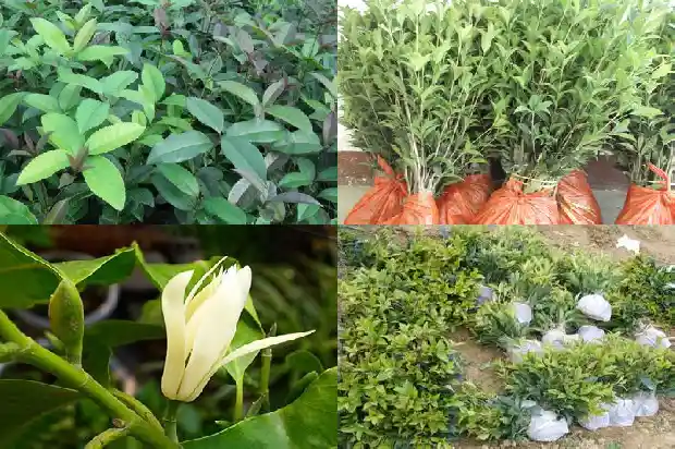 桂花树长几年开花1682649129365