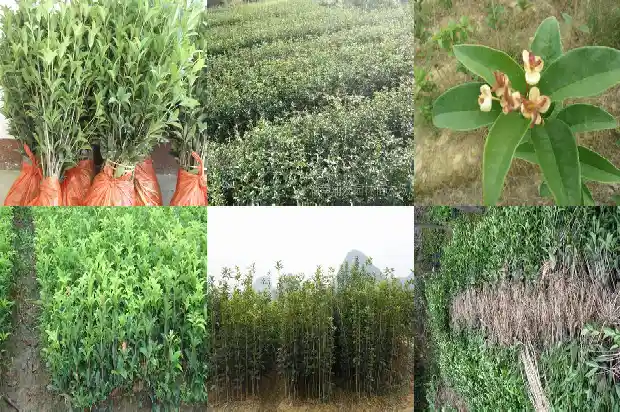 桂花树长几年开花1682649129413